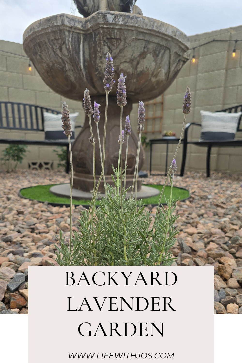 Backyard Lavender Garden